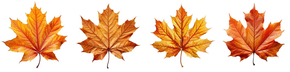 Naklejka na ściany i meble autumn leaves Hyperrealistic Highly Detailed Isolated On Transparent Background Png File