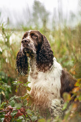 Portrait of an old english springer cocker spaniel dog in autumn outdoors