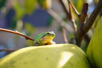 果実の上で休むアマガエル