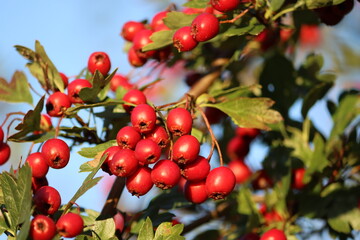 Sweden. Crataegus, commonly called hawthorn, quickthorn, thornapple, May - tree, whitethorn, Mayflower or hawberry, is a genus of several hundred species of shrubs and trees in the family Rosaceae.  