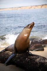 Seal at San Diego Beach