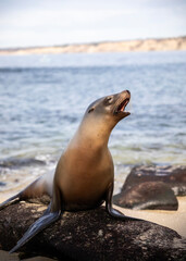 Fototapeta premium Seal at San Diego Beach
