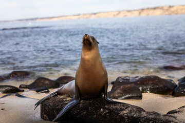 Fototapeta premium Seal at San Diego Beach