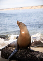 Seal at San Diego Beach