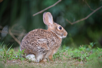 Fototapeta premium Grey small hare eating grass on summer field. Wild rabbit in nature