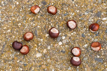 Obraz premium A Bunch of Chestnuts Scattered on the Wet Ground in Autumn