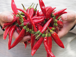 Farmer hands with red hot chili pepper
