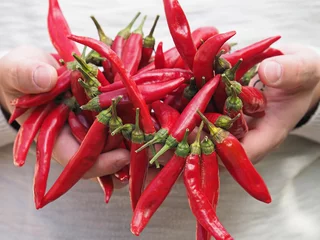 Rolgordijnen Farmer hands with red hot chili pepper © emilio100