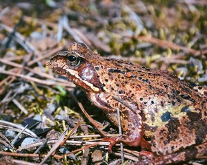Fototapeta premium Closeup shot of an adorable brown frog perched on lush green grass in an outdoor setting