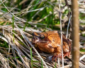 Fototapeta premium Closeup shot of an adorable brown frog perched on lush green grass in an outdoor setting