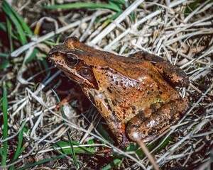 Obraz premium Closeup shot of an adorable brown frog perched on lush green grass in an outdoor setting