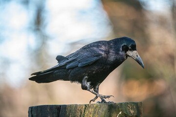 Black crow perched atop a wooden post, looking out into the distance with a contemplative expression