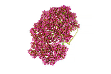 Fototapeta premium flowers isolated on white
