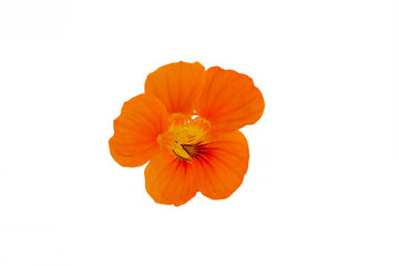 Yellow nasturtium isolated on white background