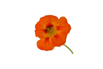 Yellow nasturtium isolated on white background