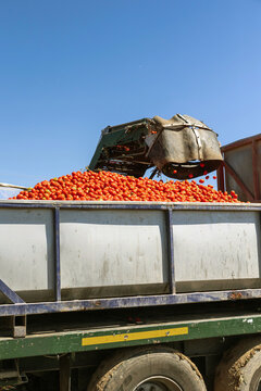 Tomato offloading in Toledo annual harvest