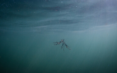A seaweed floating underwater in the ocean.