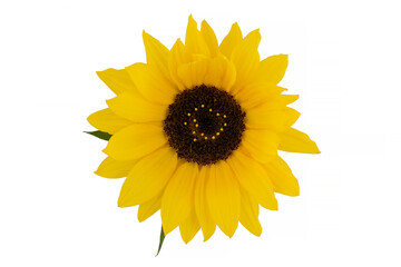 Yellow red sunflowers isolated on background