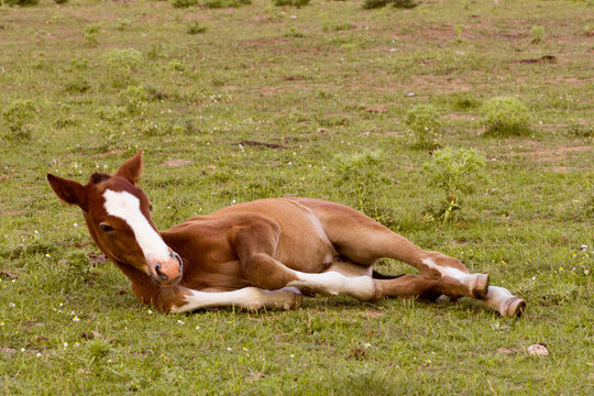 Resting brown foal in a field