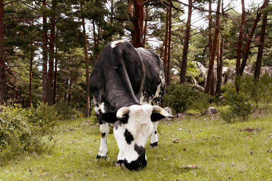 Cow grazing in pine forest