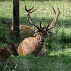 Yawning brown deer with tall antlers and its body covered in flies on a field