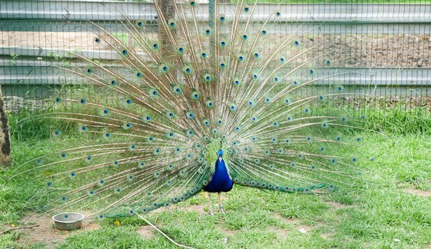 Beautiful blue peacock displaying its vibrant feathers in an outdoor enclosure