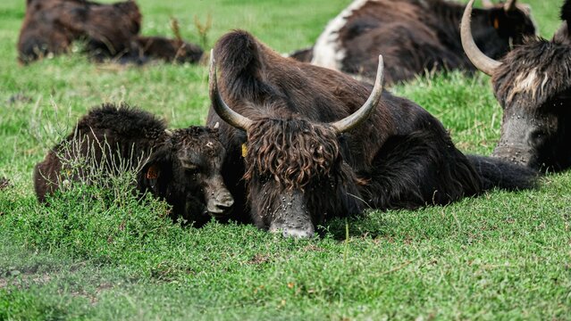 Large horned yack and a baby yack resting on a grassy field