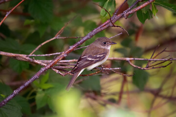 Least flycatcher is perched among green foliage in the forest.