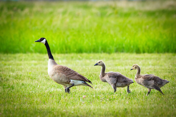Juvenile Canada geese with mom are walking in the lawn in summer.