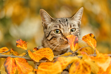 Naklejka na ściany i meble A young striped cat playing between foliage leaves in autumn outdoors