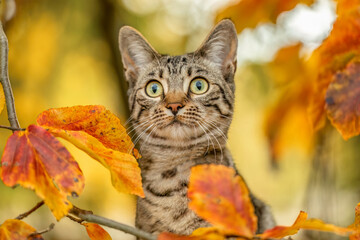 A young striped cat playing between foliage leaves in autumn outdoors