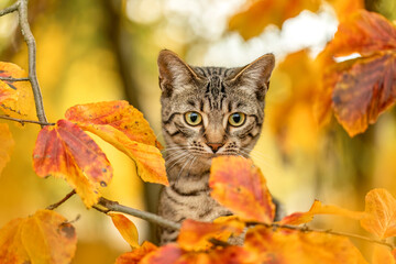 A young striped cat playing between foliage leaves in autumn outdoors