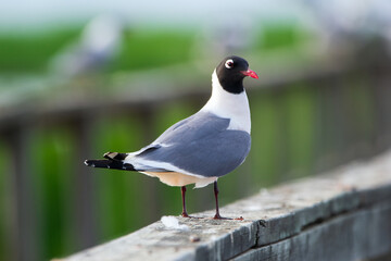 Laughing gull is perched on the wooden fence near the water.
