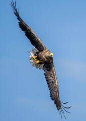 White-tailed eagle hunting for fish in the waters of the Szczecin Lagoon. Poland.