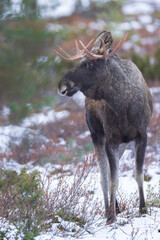 Obraz na płótnie Canvas Moose in the woods
