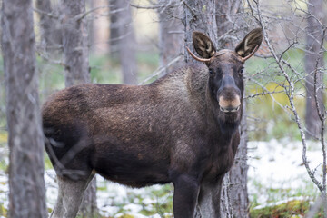 Moose in the forest