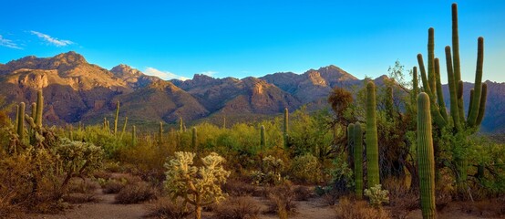 Spectacular sunrise in Sabino Canyon, Tucson, AZ with Silver Cholla and Prickly Pear cacti