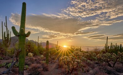 Spectacular sunrise in Sabino Canyon, Tucson, AZ with tall Saguaro cacti against the orange sky - obrazy, fototapety, plakaty