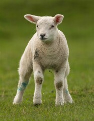 Naklejka na ściany i meble White lamb walking on a lush green grassy field in the bright sunshine of daytime