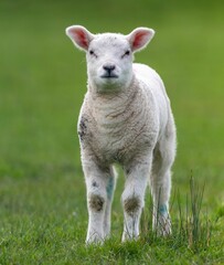 Obraz premium White lamb walking on a lush green grassy field in the bright sunshine of daytime