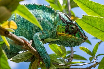 Close-up of a bright green chameleon perched atop a cluster of lush green foliage © Wirestock