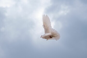 White homing pigeon flying against a light gray, overcast sky