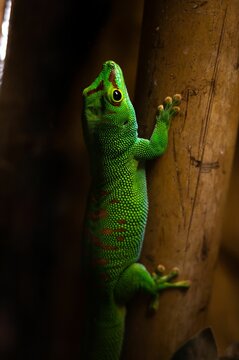 Close-up of a green Phelsuma grandis climbing a smooth wooden log