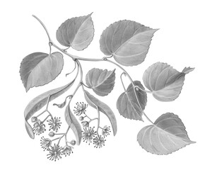 Linden Branch with Flowers Hand Drawn Pencil Illustration Isolated on White with Clipping Path