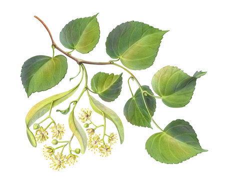 Linden Branch with Flowers Hand Drawn Pencil Illustration Isolated on White with Clipping Path
