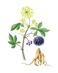 Eleuthero or Siberian Ginseng Hand Drawn Pencil Illustration Isolated on White with Clipping Path