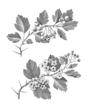 Hawthorn Hand Drawn Pencil Illustration Isolated on White with Clipping Path