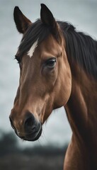Fototapeta premium portrait of a strong and muscular racehorse, grey background 