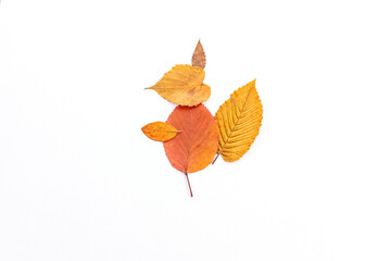 easy nature craft for kids, turtle made from leaves, ideas for autumn craft 