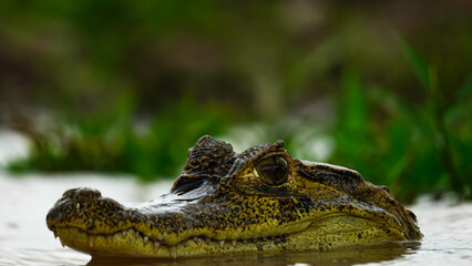 alligator in the everglades